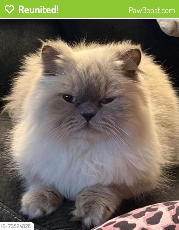 Reunited Male Cat last seen Livery street, Ottawa, ON 