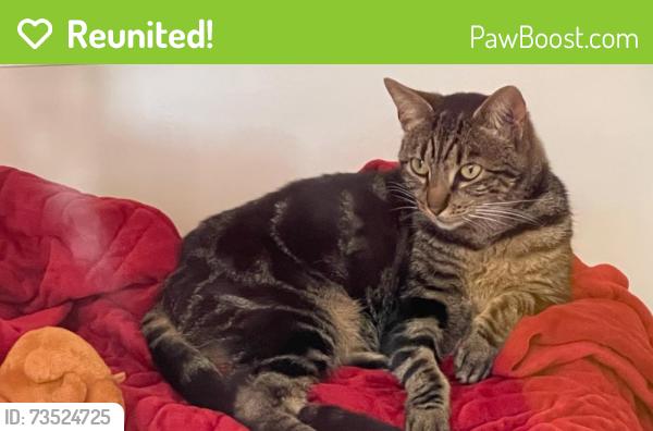 Reunited Female Cat last seen Robin Way, Pomona, CA 91767