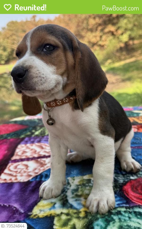 Reunited Male Dog last seen 29th and amidon, Wichita, KS 67204