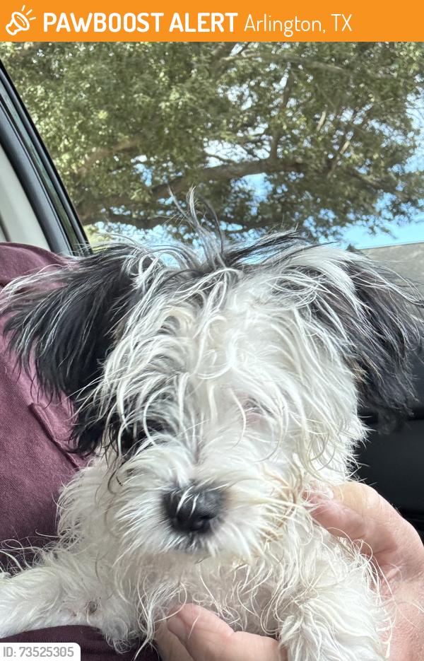 Found/Stray Female Dog last seen Northwest Green Oaks Blvd just west of Park Hill Dr, Arlington, TX 76012
