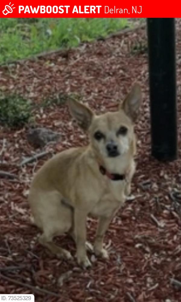 Lost Female Dog last seen Suburban Blvd, Delran, NJ 08075