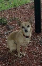 Lost Female Dog last seen Suburban Blvd, Delran, NJ 08075