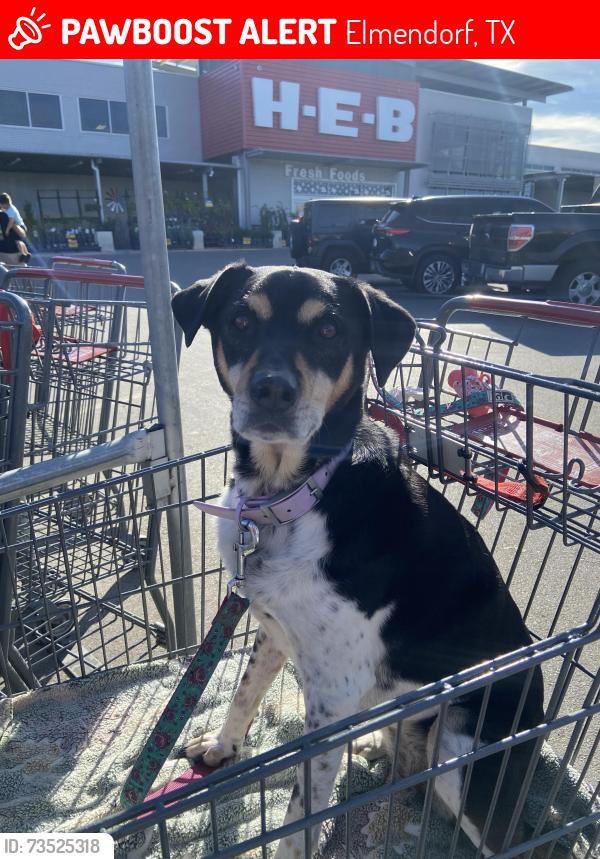 Lost Female Dog last seen she was last seen at home and got lose somehow at night, Elmendorf, TX 78112