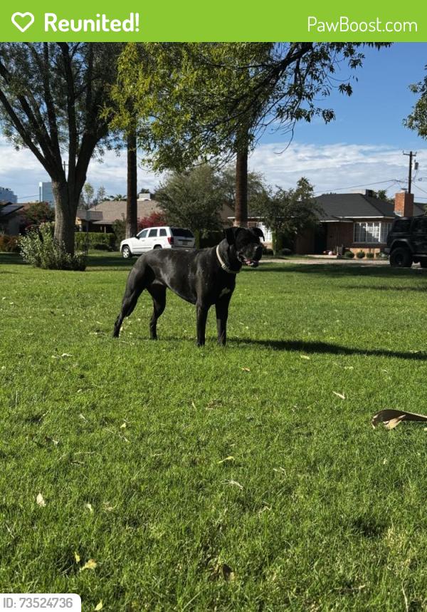 Reunited Female Dog last seen 7th st and Thomas. Country Club Park, Phoenix, AZ 85006