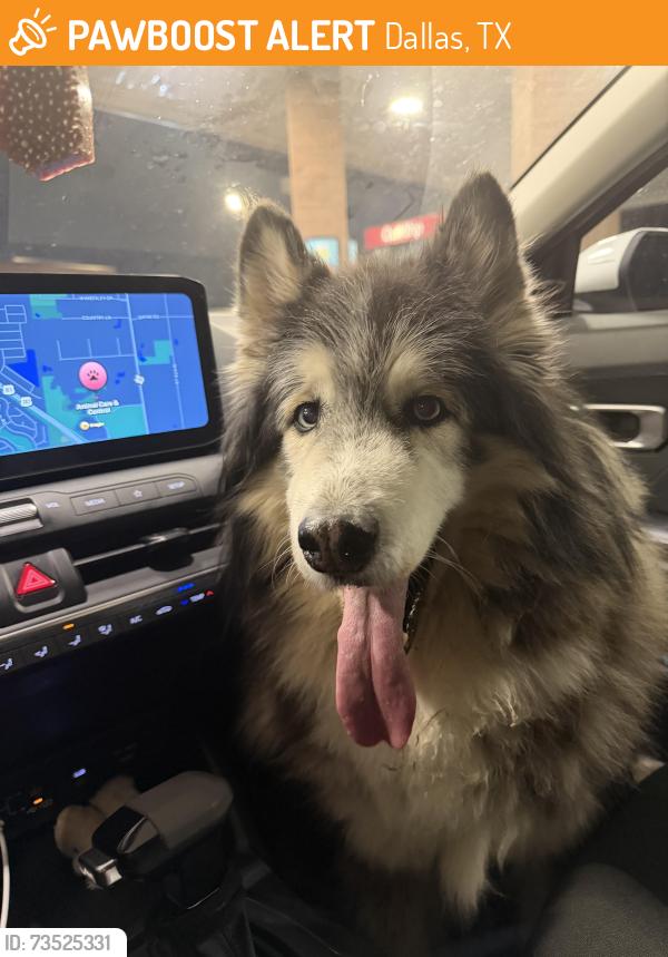 Found/Stray Male Cat last seen I-30 heading west to Fort Worth, Dallas, TX 75223