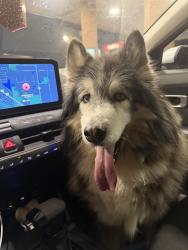 Found/Stray Male Cat last seen I-30 heading west to Fort Worth, Dallas, TX 75223