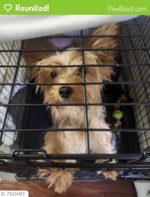 Reunited Female Dog last seen Prairie Drive and N. Park Drive, Watauga, TX 76148