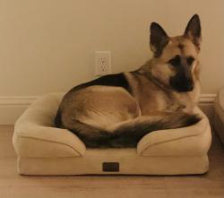 Reunited Male Dog last seen Bainbridge, Meridian, ID 83646