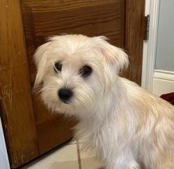 Reunited Male Dog last seen Keller Bend and Northshore, Knoxville, TN 37922