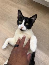 Found/Stray Male Cat last seen 41st and national, San Diego, CA 92113