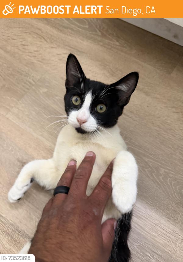 Found/Stray Male Cat last seen 41st and national, San Diego, CA 92113
