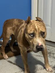 Reunited Female Dog last seen Redfern trl, Rome, GA 30165