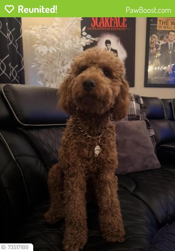 Reunited Male Dog last seen Grant/perry, Houston, TX 77070
