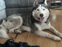 Reunited Male Dog last seen Thriftway, Canby, OR 97013