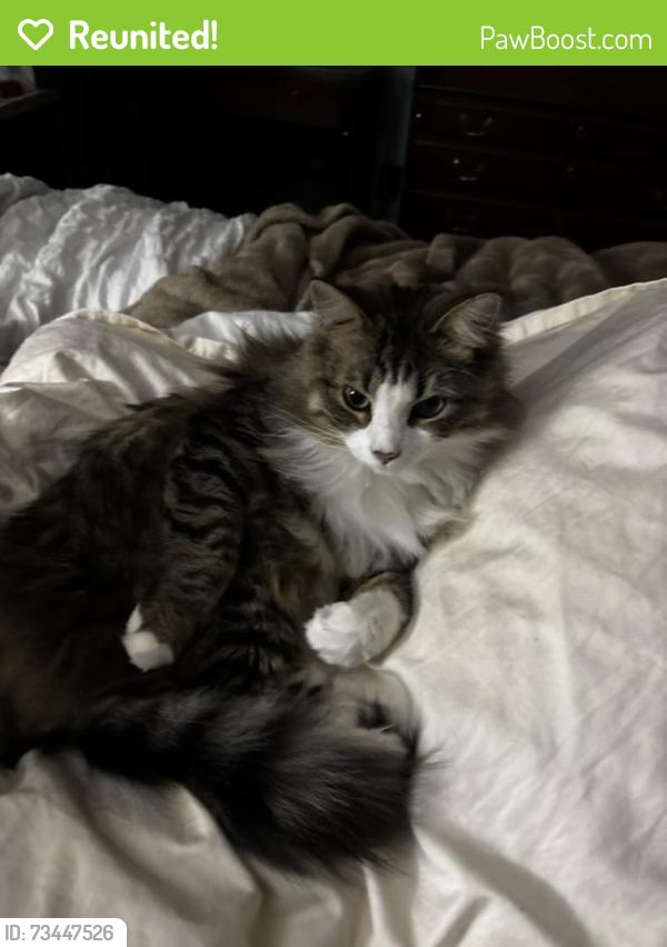 Reunited Male Cat last seen Hunt Street, Mocksville NC, Mocksville, NC 27028