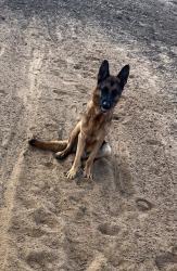 Reunited Male Dog last seen Fm 917 Joshua tx 76058, Joshua, TX 76058