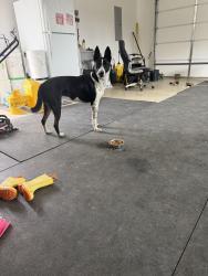 Found/Stray Male Dog last seen Hughes lake rd se, Bradley County, TN 37323