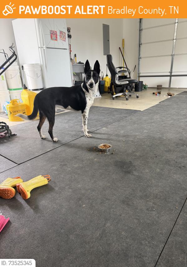 Found/Stray Male Dog last seen Hughes lake rd se, Bradley County, TN 37323