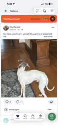 Lost Male Dog last seen Fairfield Ave, Manhattan Harbor apmts, Bellevue, KY 41074