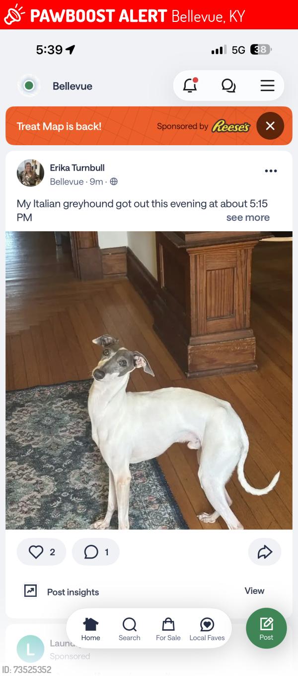 Lost Male Dog last seen Fairfield Ave, Manhattan Harbor apmts, Bellevue, KY 41074