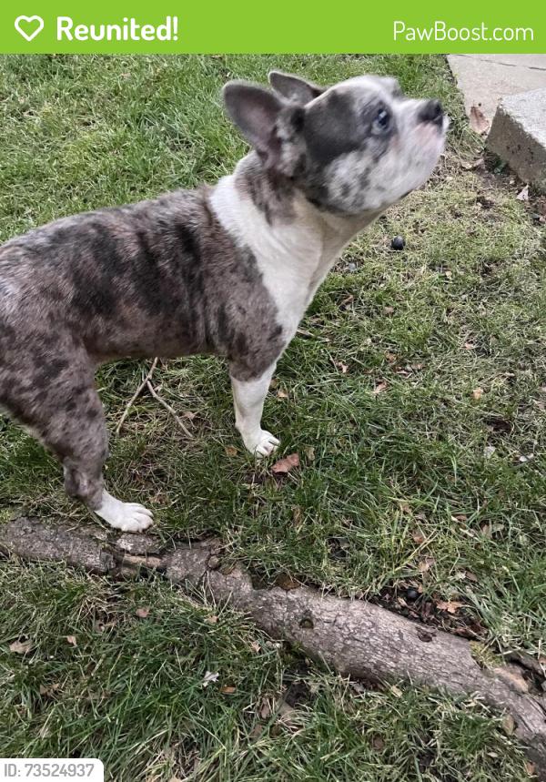 Reunited Female Dog last seen Copperglow and Hunley, Turpin Hills, OH 45244