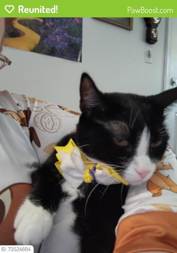 Reunited Female Cat last seen In apmt we just moved and we think she somehow bulted, Saint Matthews, KY 40207