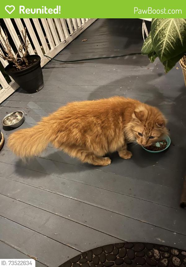 Reunited Male Cat last seen Peninsula and Goodall Ave, Daytona Beach, FL 32118