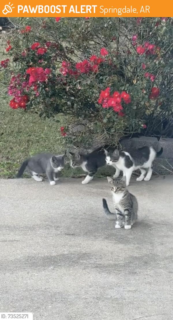 Found/Stray Unknown Cat last seen Silent grove rd Springdale, Springdale, AR 72762