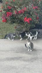 Found/Stray Unknown Cat last seen Silent grove rd Springdale, Springdale, AR 72762