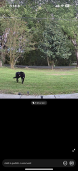 Found/Stray Unknown Dog last seen Siminole way, Dalton, GA 30720