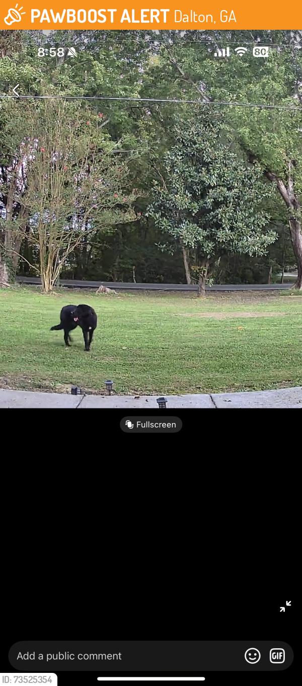 Found/Stray Unknown Dog last seen Siminole way, Dalton, GA 30720
