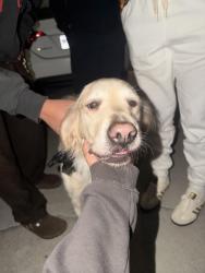 Found/Stray Female Dog last seen Near addlestone circle, Fountain Inn, SC 29644