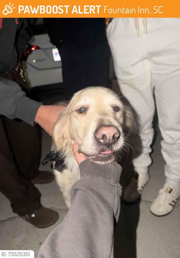 Found/Stray Female Dog last seen Near addlestone circle, Fountain Inn, SC 29644