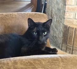 Lost Male Cat last seen River Rd/Millstream, Marengo, IL 60152