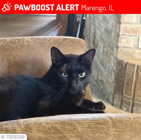 Lost Male Cat last seen River Rd/Millstream, Marengo, IL 60152