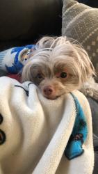 Lost Male Dog last seen Near rock ave Piscataway, Piscataway, NJ 08854