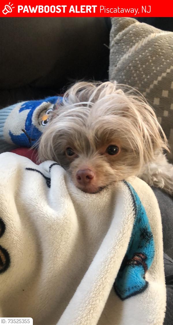 Lost Male Dog last seen Near rock ave Piscataway, Piscataway, NJ 08854
