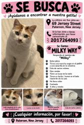 Reunited Female Cat last seen Near jersey st, Paterson, NJ 07501
