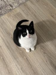 Lost Female Cat last seen Locust Avenue & Fairmont Senior High School, Fairmont, WV 26554