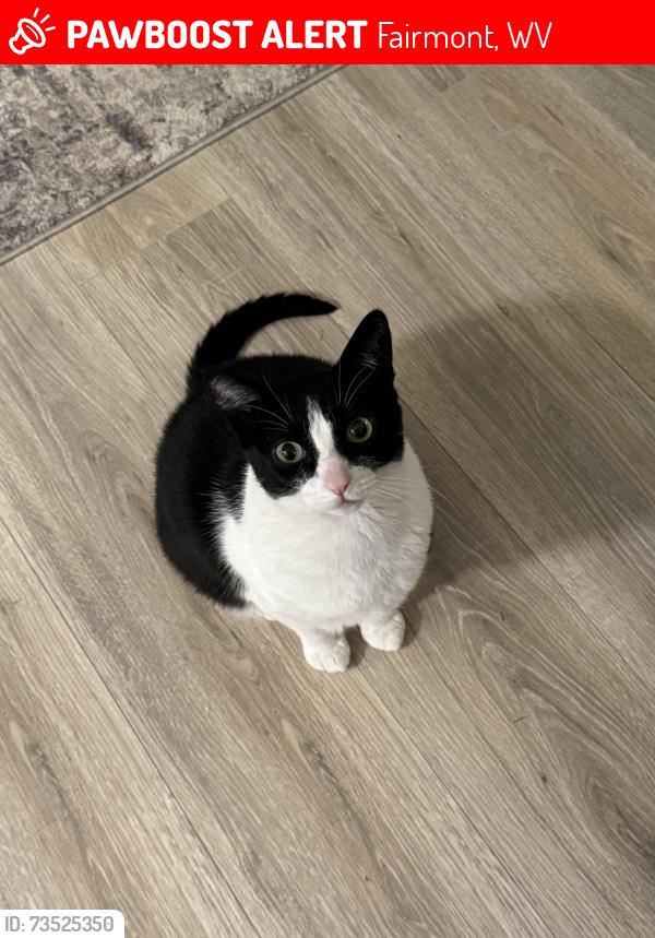 Lost Female Cat last seen Locust Avenue & Fairmont Senior High School, Fairmont, WV 26554
