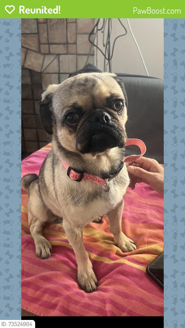 Reunited Male Dog last seen Sanborn at Hoover, Los Angeles, CA 90029