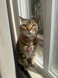 Reunited Female Cat last seen Maya Angelou academy, Oakland, CA 94619