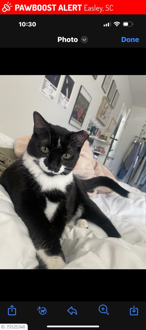 Lost Female Cat last seen Publix shopping center. Down off brushy creek road., Easley, SC 29642