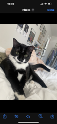 Lost Female Cat last seen Publix shopping center. Down off brushy creek road., Easley, SC 29642