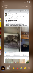 Lost Female Cat last seen Anzio street, Easley, SC 29640