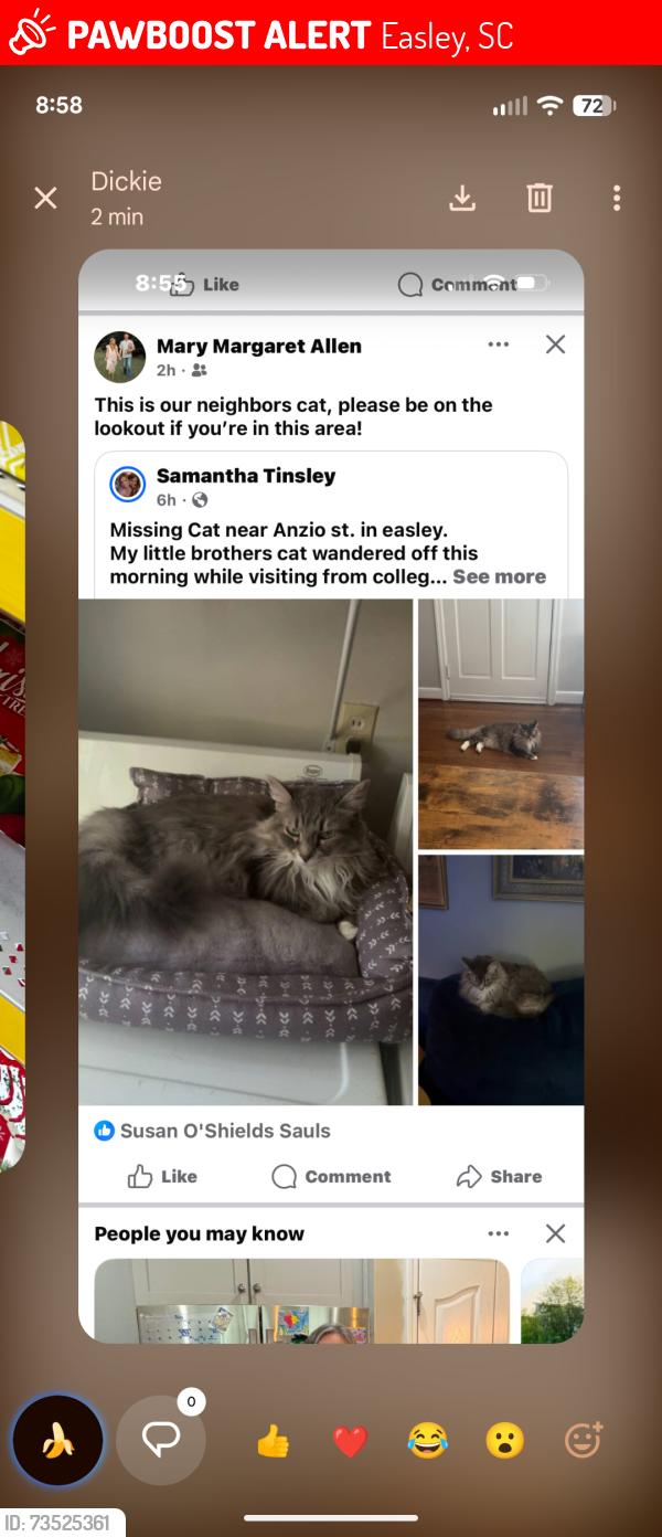 Lost Female Cat last seen Anzio street, Easley, SC 29640
