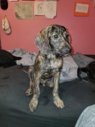 Reunited Female Dog last seen TIMBERCREEK AND CULLY, Memphis, TN 38018