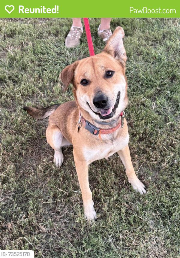 Reunited Male Dog last seen Tristin Ln & Posey, Waxahachie, TX 75167