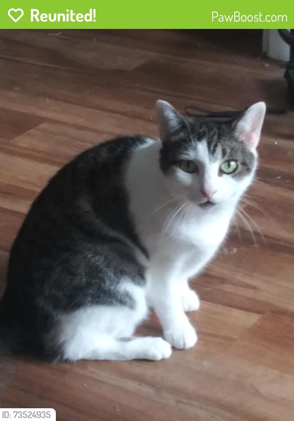 Reunited Female Cat last seen Near Englewood Dr, Lemon Grove, CA 91945, USA, Lemon Grove, CA 91945
