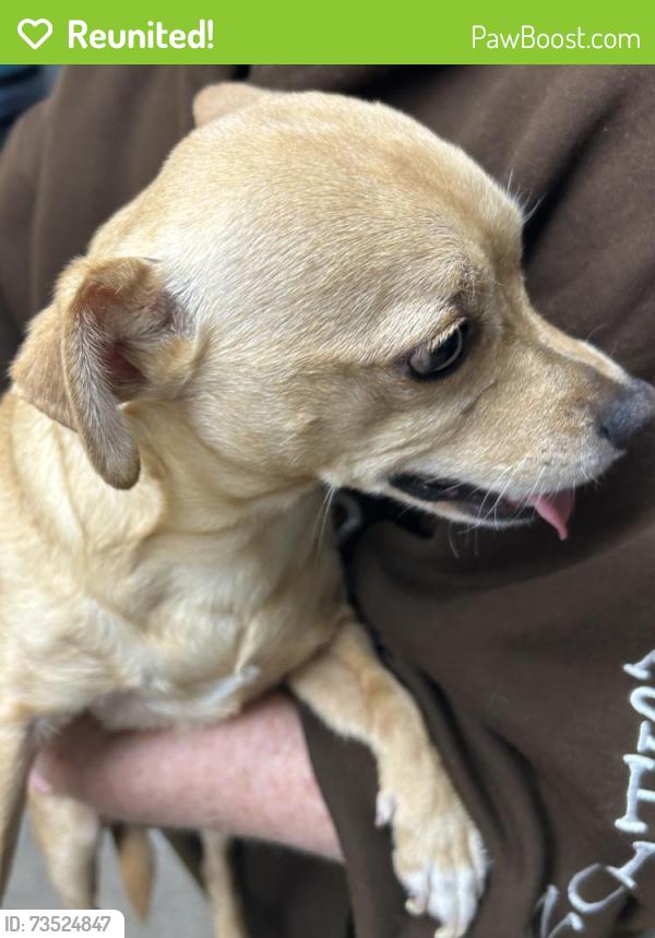 Reunited Female Dog last seen SW Ridge and SW Collins, Portland, OR 97219